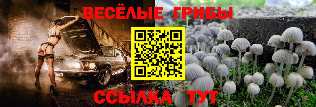Псилоцибиновые грибы Psilocybine cubensis Фурманов
